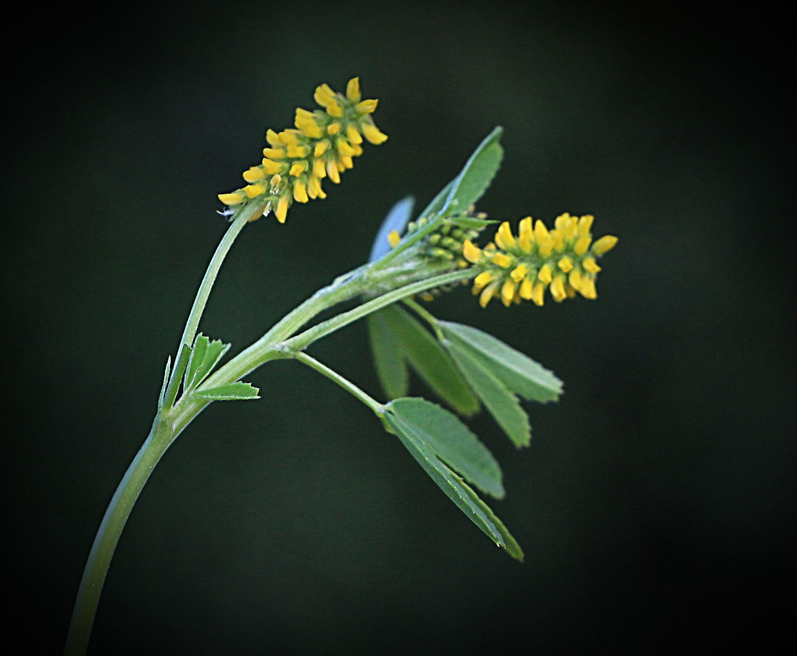 Black Medick - Medicago lupulina An introduced species to Australia.<br />
 Australia,Black medick,Eamw,Geotagged,Medicago lupulina,Winter
