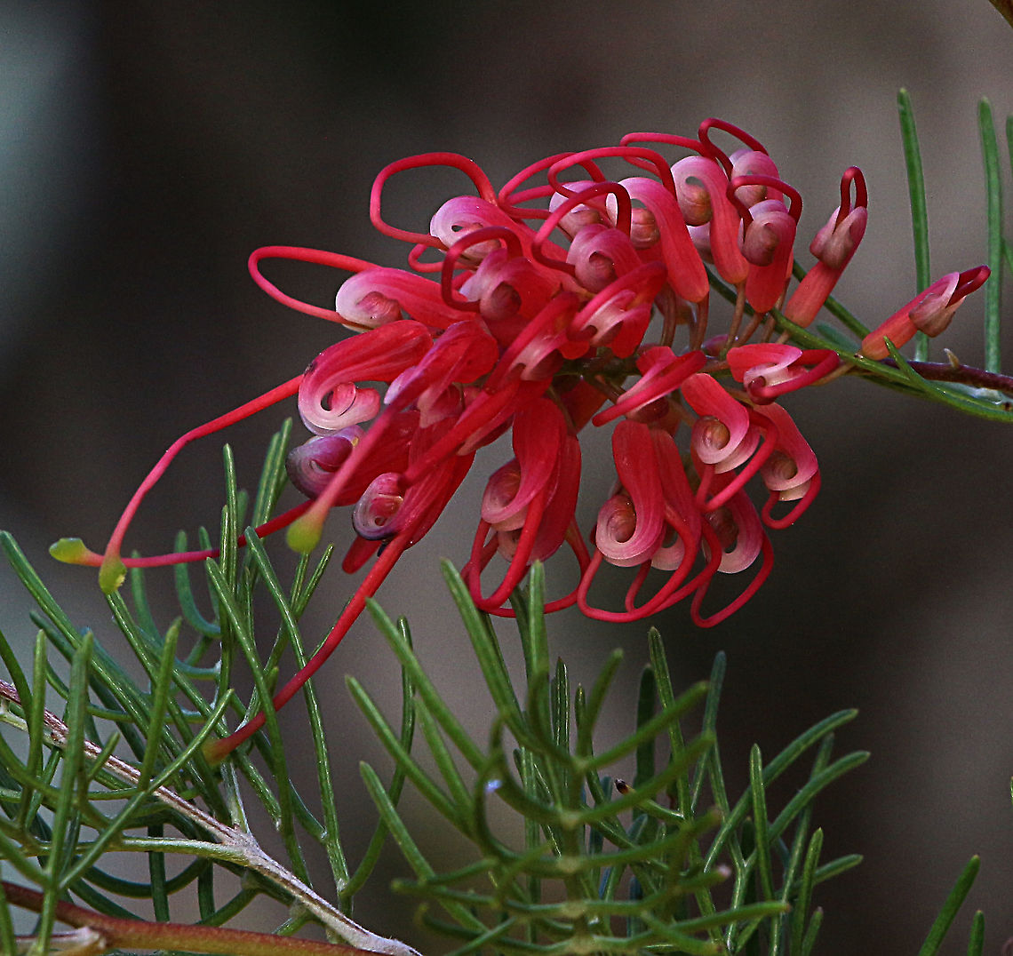 Lavender grevillea - Grevillea lavandulacea Most likely a cultivar and used in roadside plantings. Australia,Eamw flora Geotagged,Grevillea lavandulacea,Lavender grevillea,Winter