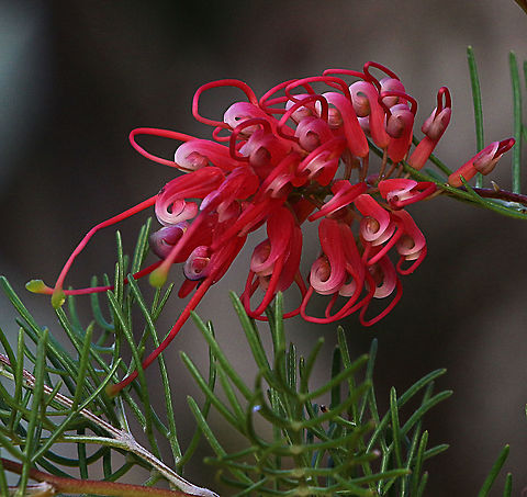 Lavender grevillea - Grevillea lavandulacea Most likely a cultivar and used in roadside plantings. Australia,Eamw flora Geotagged,Grevillea lavandulacea,Lavender grevillea,Winter