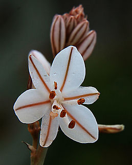 Onion-Leafed Asphodel