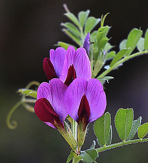 Common vetch - Vicia sativa Originaly from Southern Europe. Australia,Common vetch,Eamw,Geotagged,Pea,Pisum sativum,Vicia sativa,Winter
