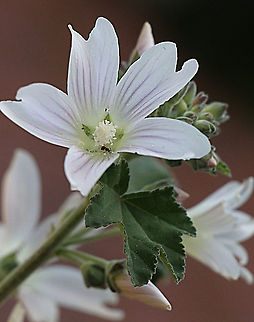 White musk mallow - Malva moschata Origionaly introduced to Australia from Europe, Russia and Turkey . The plant is now naturalised and can be found along Coastal areas in southern Australia. Australia,Eamw,Geotagged,Malva Moschata,Malva moschata,Winter