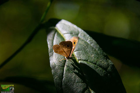 Grey Nymph - Perophthalma tullius Not commonly seen. Loves forested areas. Location Trinidad