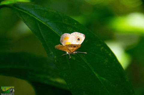 Grey Nymph - Perophthalma tullius Location Trinidad & Tobago. Not a particularly common species.  Butterfly,Caribbean,Trinidad and Tobago