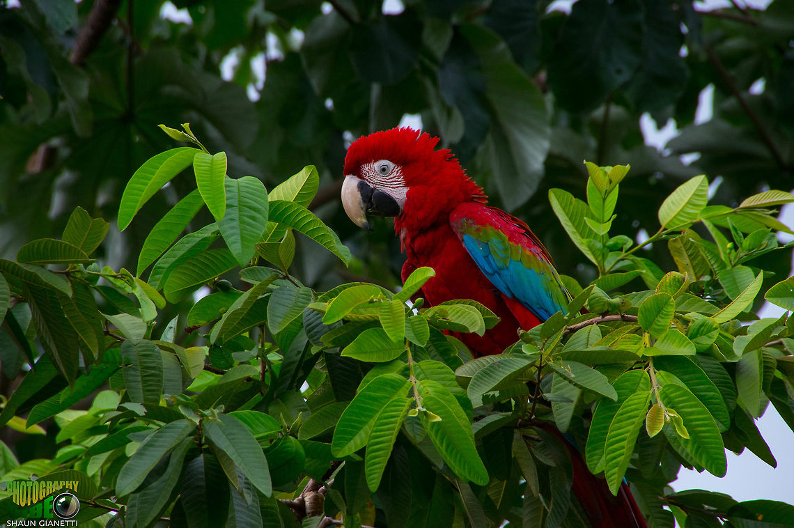 Scarlet Macaw This one was tame. Probably an escaped pet. Location: Trinidad &amp; Tobago Ara chloropterus,Red-and-green Macaw