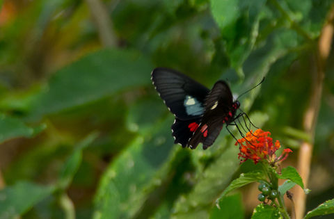 Parides anchises cymocles (Local name: Cattle Heart) Range: Colombia, Bolivia, Paraguay, Trinidad. Subspecies: Orinoco Basin Anchises cattleheart,Parides anchises