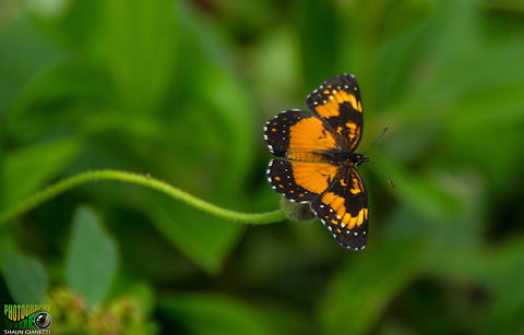 Little Soldier - Chlosyne saundersii Location Trinidad. Fairly common. Bordered Patch,Chlosyne lacinia