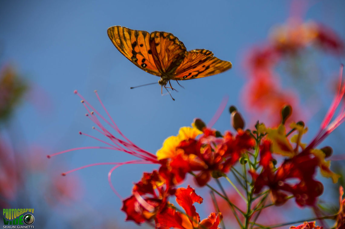 Silver-Spotted Flambeau (Agraulis vanillae) Always seen darting from flower to flower. Location Trinidad Agraulis vanillae,Gulf fritillary