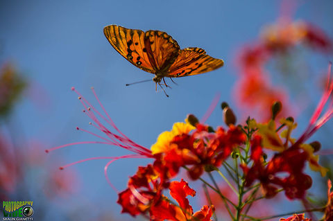 Silver-Spotted Flambeau (Agraulis vanillae) Always seen darting from flower to flower. Location Trinidad Agraulis vanillae,Gulf fritillary