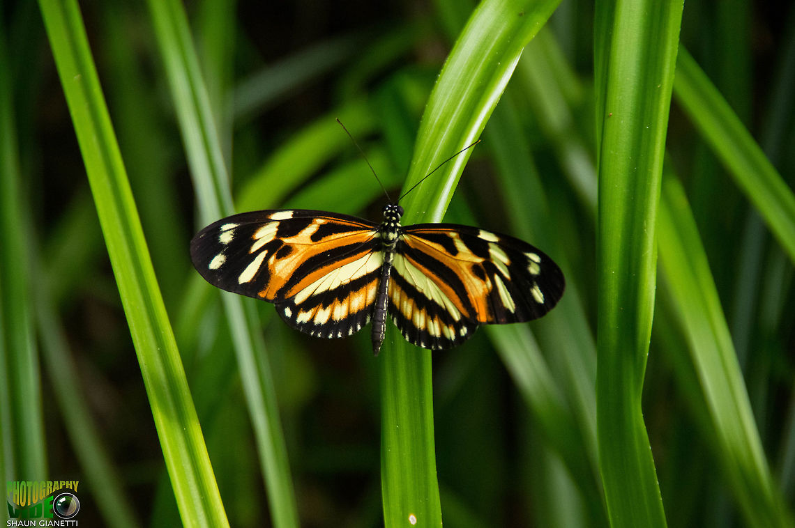 Rare Tiger (Heliconius ethillus) Seen at higher elevations in forested areas in Trinidad Common tiger,Danaus genutia,Heliconius ethillus