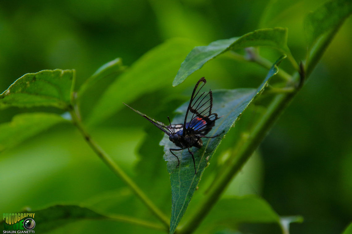 The Bee - Zeonia faunus Rare species in Trinidad &amp; Tobago Chorinea octauius,Octauius swordtail,Zeonia faunus