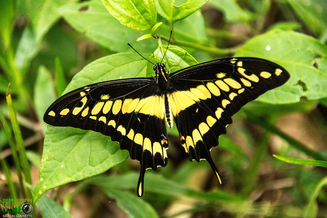 King Page - Papilo thoas nealces Relatively common species. One of our larger specimens in Trinidad Papilio thoas,Thoas swallowtail