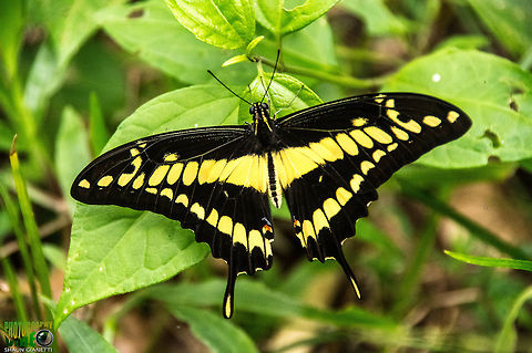 King Page - Papilo thoas nealces Relatively common species. One of our larger specimens in Trinidad Papilio thoas,Thoas swallowtail
