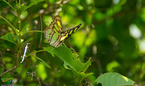Malachite/Bamboo Page - Metamorpha stelenes Fairly common in Trinidad Malachite,Metamorpha stelenes,Siproeta stelenes