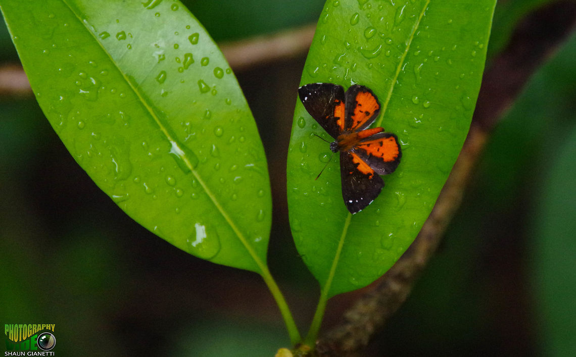Little Copper - Lemonias emylius Fast flying, likes shade trees. Captured on a Sapodilla tree in Trinidad Calospila,Calospila emylius,Lemonias emylius,Red copper,Riodinidae