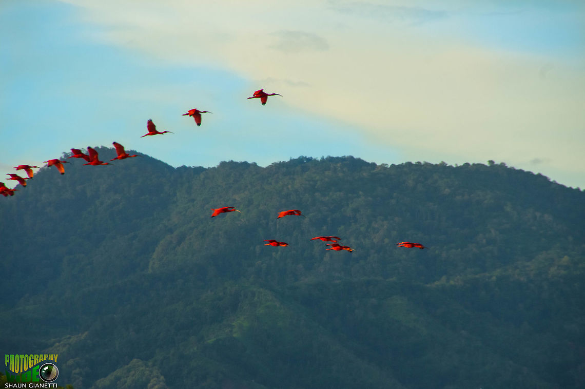 Scarlet Ibis - Caroni Swamp, Trinidad Coming home to roost Eudocimus ruber,Scarlet Ibis