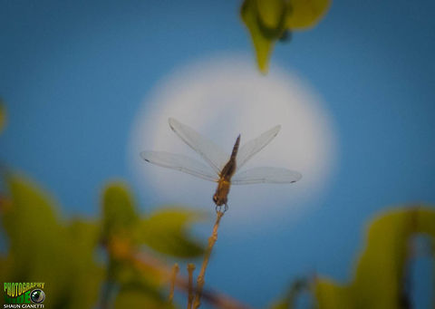 Dragon Fly with Moon background Dragon Fly with Moon background