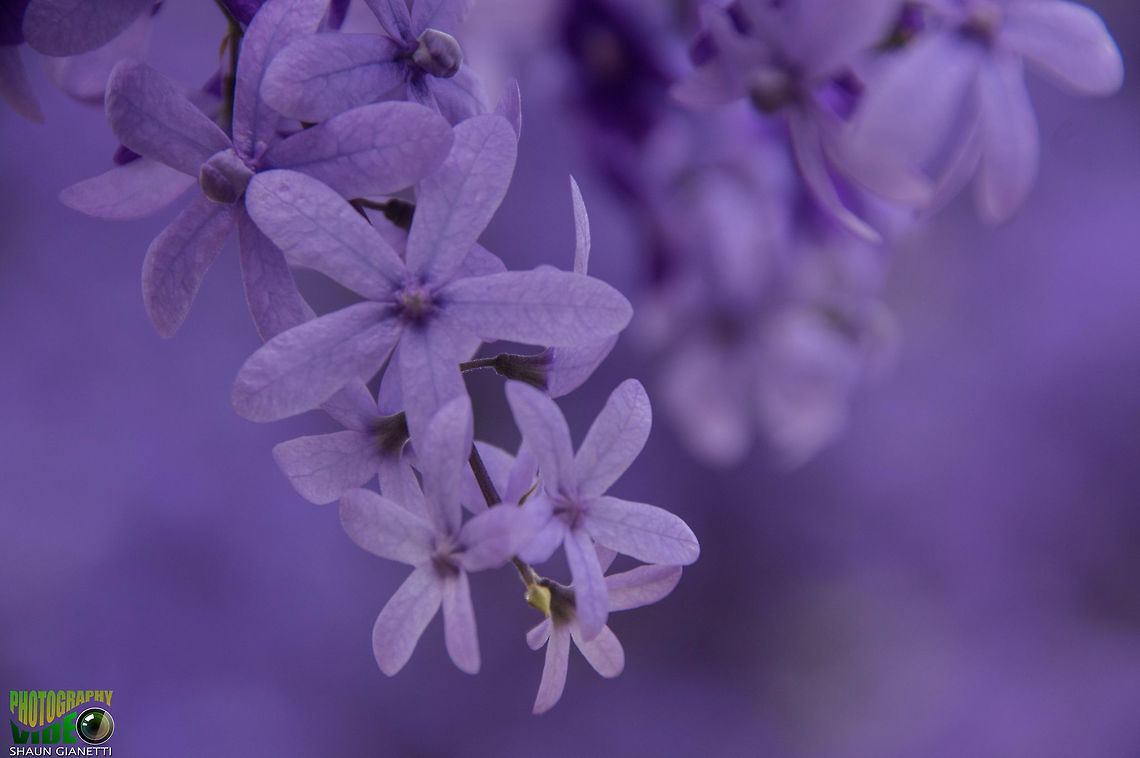 Purple Petrea Bi-annual bloom in Trinidad &amp; Tobago