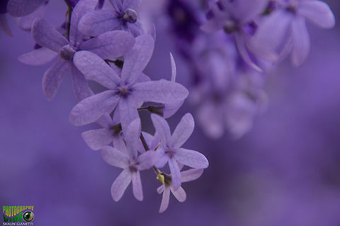 Purple Petrea Bi-annual bloom in Trinidad & Tobago