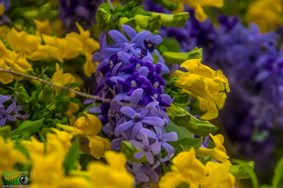 Double bloom Purple Petria and Yellow Cat&#039;s Claw vine combine their colors for a spectacular display. Trinidad &amp; Tobago