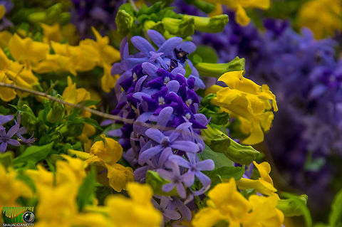 Double bloom Purple Petria and Yellow Cat's Claw vine combine their colors for a spectacular display. Trinidad & Tobago
