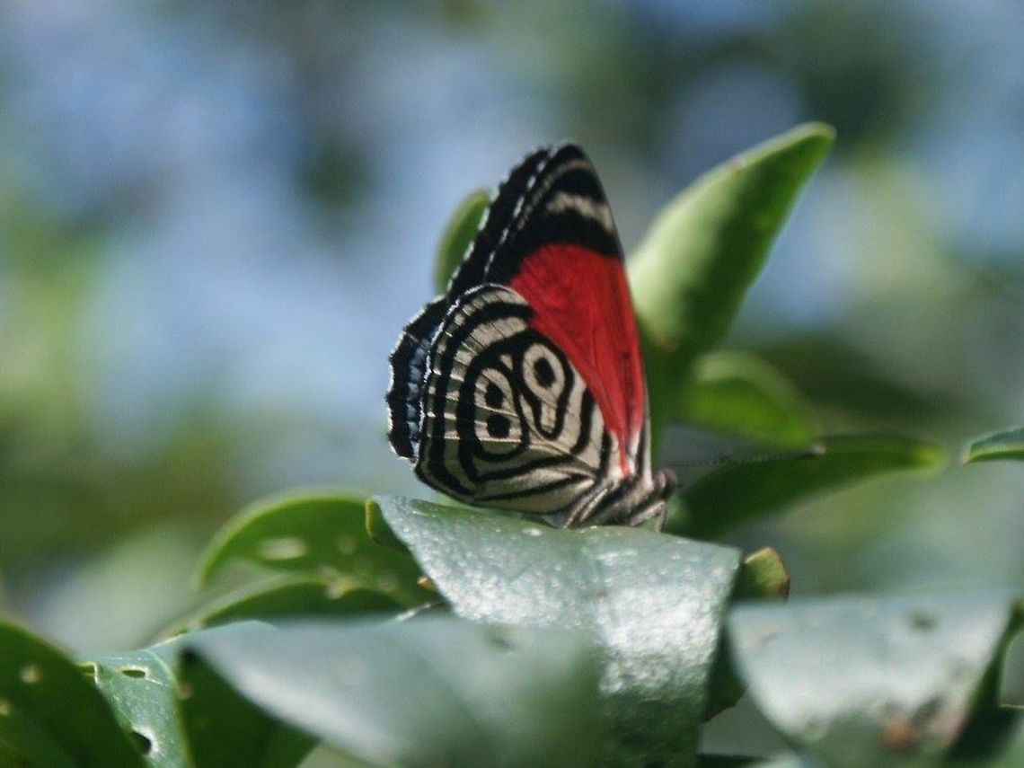 The "89" - Callicore aurelia - male. Trinidad Species: Callicore aurelia.  Range Trinidad only. Food-plant: Trema micrantha &quot;white sage&quot;. This was photographed sitting on a West Indies cherry tree leaf. Cramer's Eighty-eight,Diaethria clymena