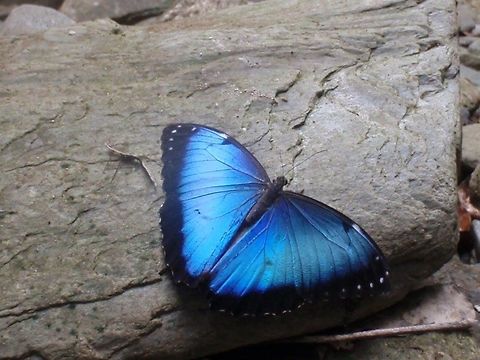 Blue Emperor - male Morpho. Trinidad Blue Emperor (Morpho peleides insularis) Male, Heights of Guanapo, Trinidad
This one is the male. The female has a wider black band on the border with 2 rows of white dots. Morpho peleides,Peleides Blue Morpho