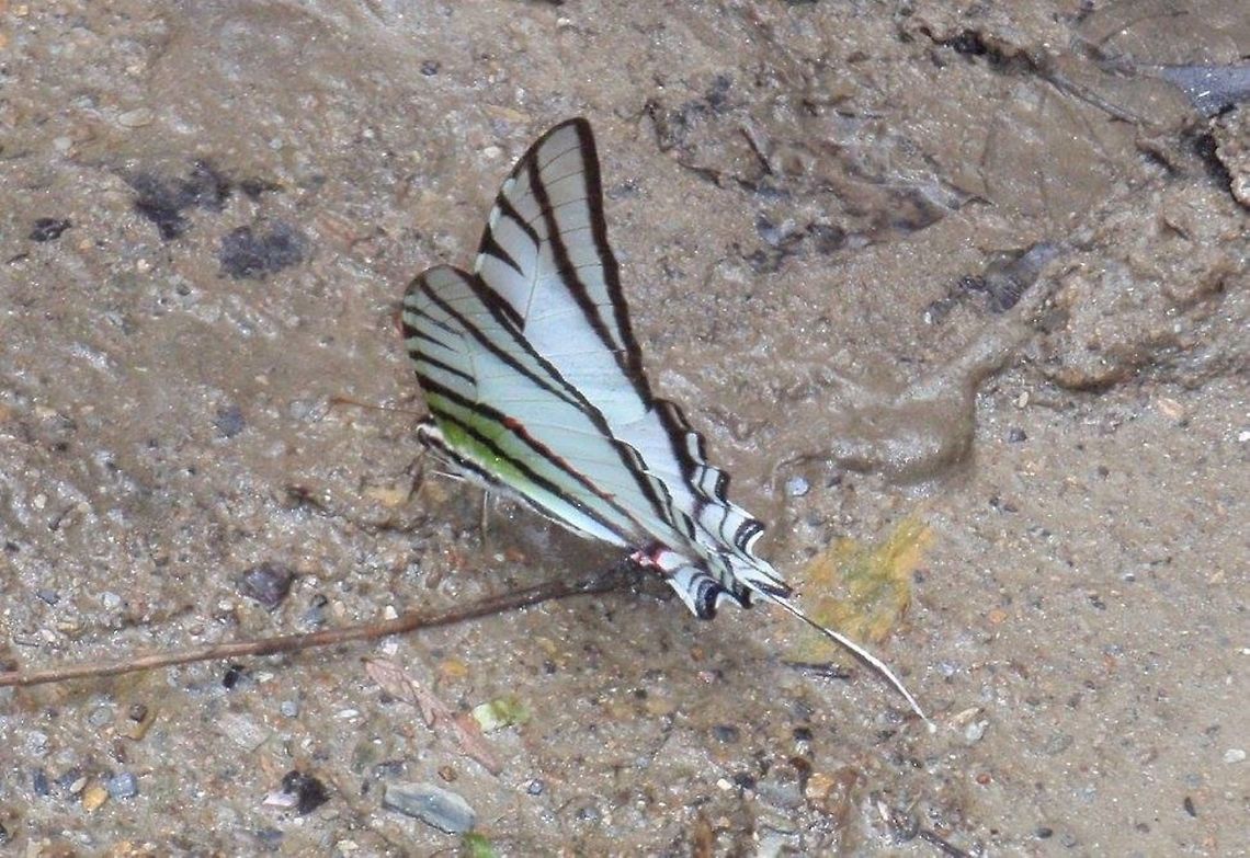 Northern White page - Graphium protesilaus Found in mostly high elevations of the Northern Range of Trinidad. Fast sweeping flight. Mostly solo fliers. I was lucky enough to capture this photo just after a rain and it flew down for a drink. Rare butterfly for Trinidad. Even rarer to be photographed. Graphium protesilaus