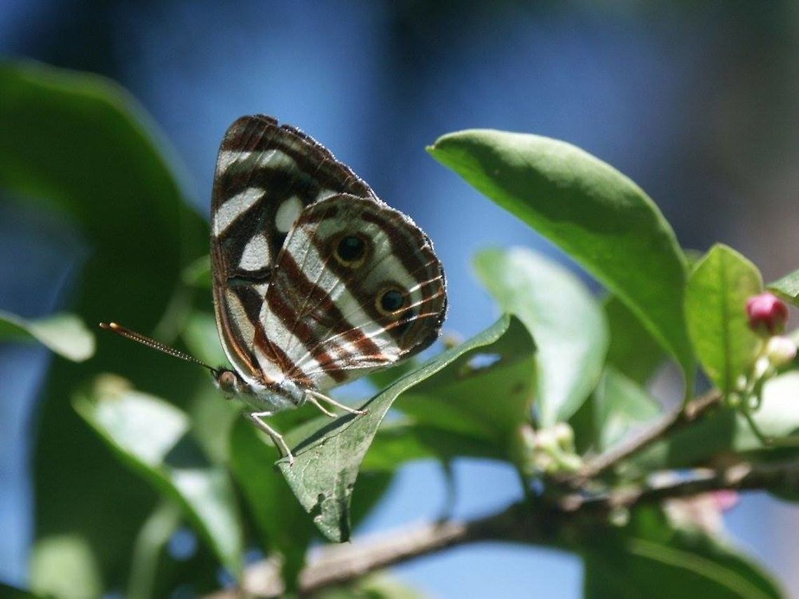 Large Dynamine - Dynamine mylitta Fairly common species in Trinidad. Attractive blue color inside Dynamine mylitta