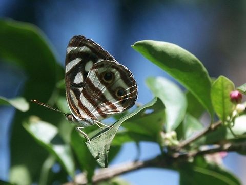 Large Dynamine - Dynamine mylitta Fairly common species in Trinidad. Attractive blue color inside Dynamine mylitta