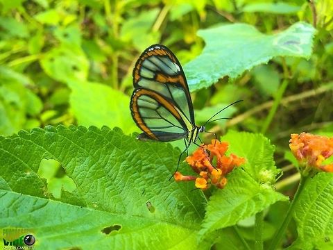 Blue Transparent - Ithomia pellucida Relatively common in forested areas during the rainy season Ithomia agnosia