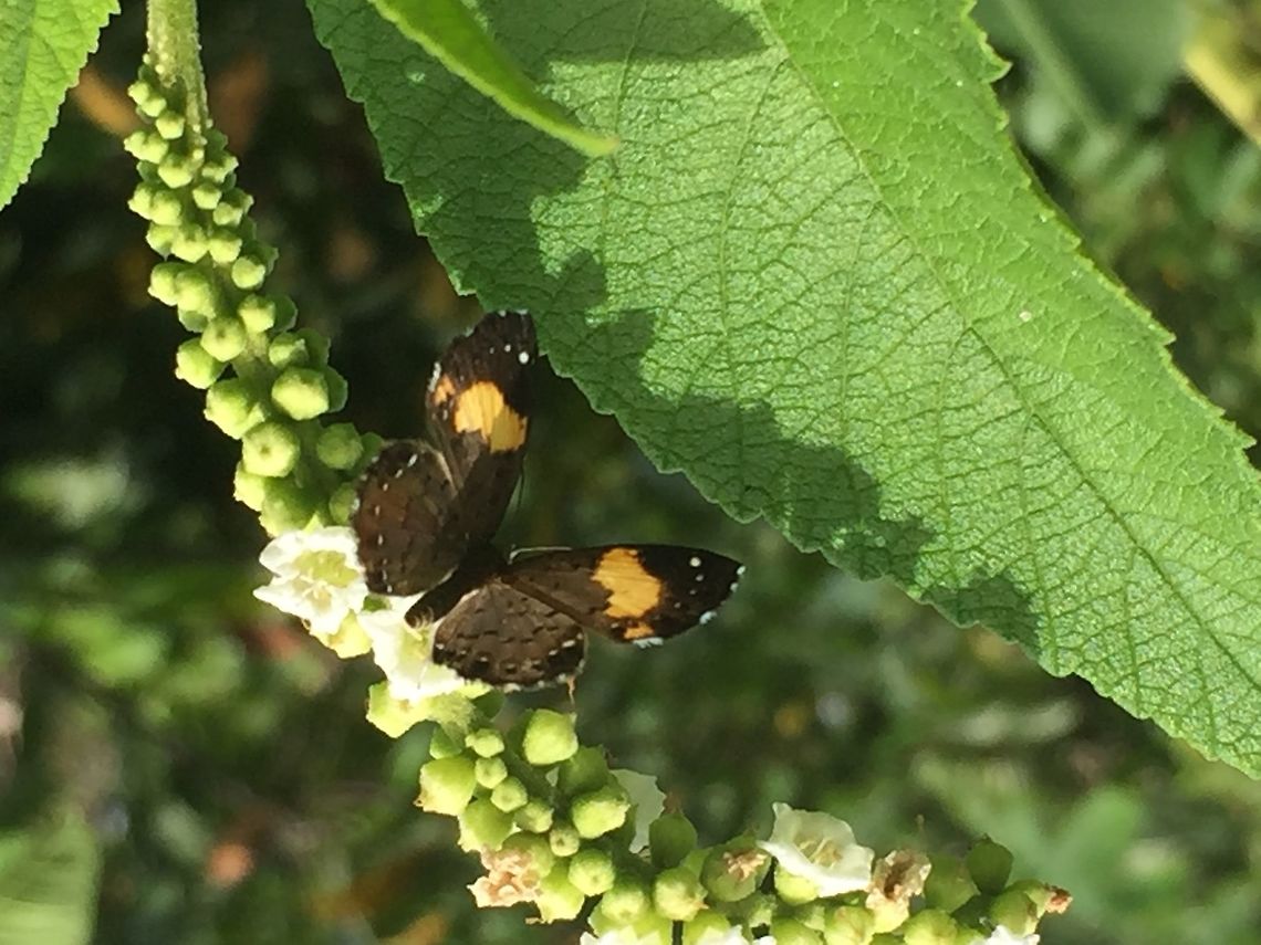 Unidentified species First time I have ever seen this type. Haven&#039;t been able to find a photo ID of it yet Calospila emylius,Geotagged,Red copper,Trinidad and Tobago