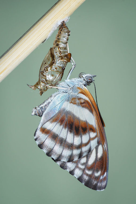 The Staff sergeant  Athyma selenophora,Butterfly,Nymphalidae,Staff sergeant,thailand