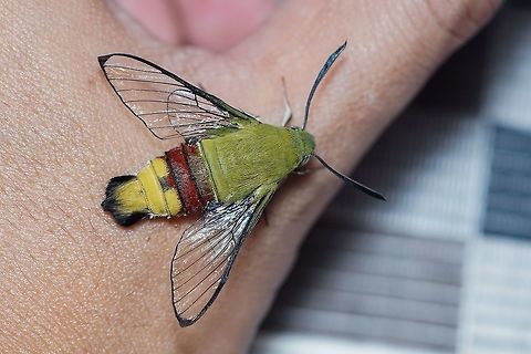 The Coffee bee hawkmoth aka The Hummingbird Hawk Moth Cephonodes hylas,Coffee bee hawkmoth,Moth,insect,sphingidae,thailand
