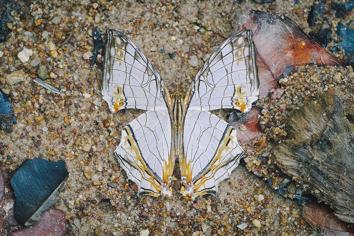 Common Map Common Map : Cyrestis thyodamas Boisduval, 1836 Butterfly,Common Map,Cyrestis thyodamas,Nymphalidae,insect,thailand