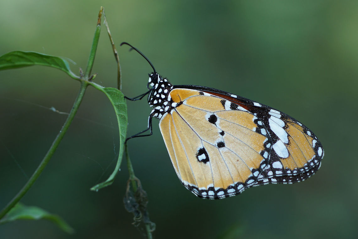 Plain Tiger Danaus chrysippus (Linnaeus, 1758) African Monarch,Butterfly,Danaus chrysippus,Nymphalidae,insect,thailand