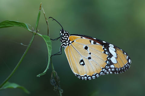 Plain Tiger Danaus chrysippus (Linnaeus, 1758) African Monarch,Butterfly,Danaus chrysippus,Nymphalidae,insect,thailand