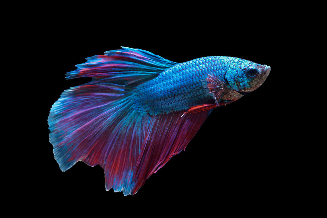 Siamese fighting fish Halfmoon variation Betta splendens,Fish,Siamese fighting fish,Siamese fighting fish or betta,thailand
