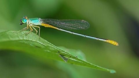 Ceriagrion cerinorubellum Common Name(s): Bi-colored Damsel, Painted Waxtail, Ornate Coraltail, Orange-tailed Marsh Dart Bi-coloured damsel,Ceriagrion cerinorubellum,Coenagrionidae,Odonata,damselfly,insect,thailand
