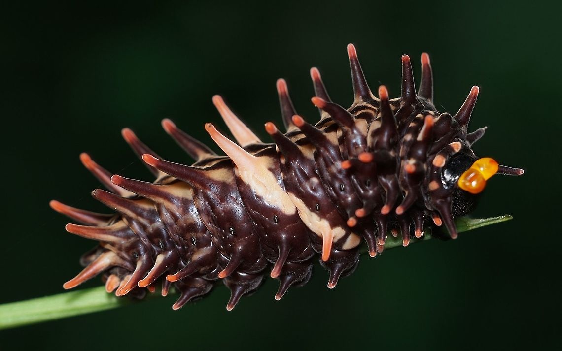 Golden Birdwing Caterpillar Troides aeacus C. &amp; R. Felder, 1860 Caterpillar,Golden Birdwing,Golden birdwing,Papilionidae,Troides aeacus,thailand