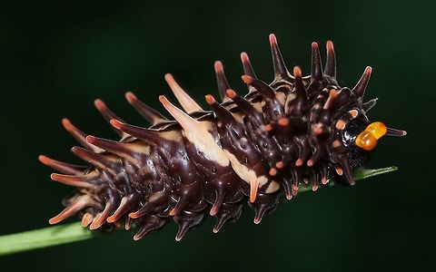 Golden Birdwing Caterpillar Troides aeacus C. & R. Felder, 1860 Caterpillar,Golden Birdwing,Golden birdwing,Papilionidae,Troides aeacus,thailand