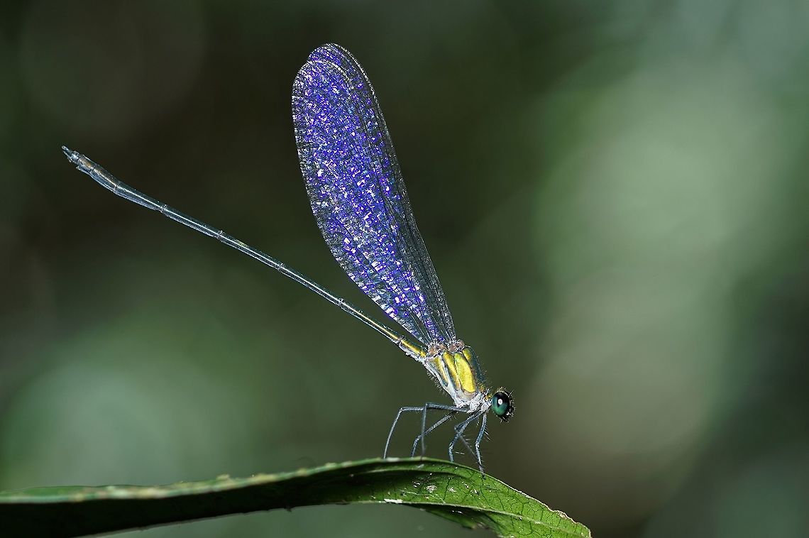 Vestalis anne Vestalis anne H&auml;m&auml;l&auml;inen, 1985<br />
This species is widespread in southern parts of Thailand, extending into Myanmar. Calopterygidae,Vestalis anne,damselfly,insect,thailand