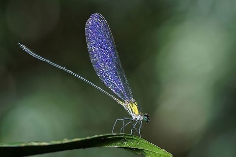 Vestalis anne Vestalis anne Hämäläinen, 1985
This species is widespread in southern parts of Thailand, extending into Myanmar. Calopterygidae,Vestalis anne,damselfly,insect,thailand