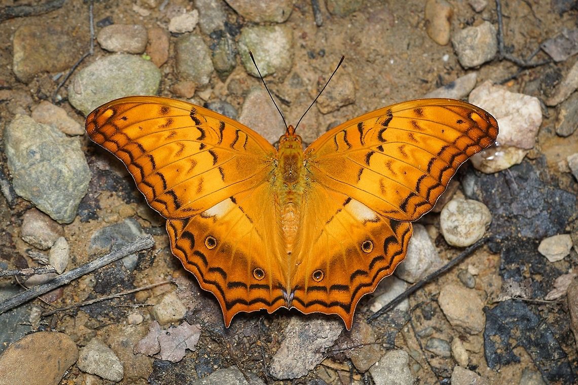 Common Cruiser Vindula erota (Fabricius, 1793) Butterfly,Common Cruiser,Insecta,Lepidoptera,Nymphalidae,Vindula erota,insect,thailand