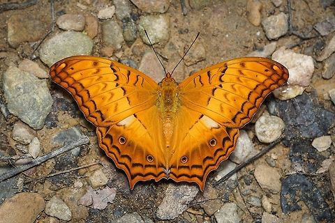 Common Cruiser Vindula erota (Fabricius, 1793) Butterfly,Common Cruiser,Insecta,Lepidoptera,Nymphalidae,Vindula erota,insect,thailand