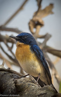 Tickell's blue flycatcher  Cyornis tickelliae,Geotagged,India,Spring,Tickells Blue Flycatcher