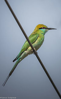 Green Bee Eater  Geotagged,Green bee-eater,India,Merops orientalis,Spring