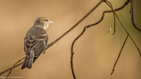 Yellow-throated sparrow Waiting for Green...☺ Geotagged,India,Petronia xanthocollis,Spring,Yellow-throated sparrow