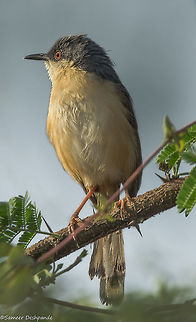 The Ashy Prinia  Ashy Prinia,Geotagged,India,Prinia socialis,Spring