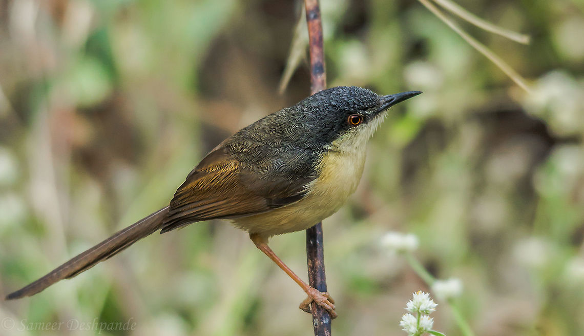 The Ashy Prinia  Ashy Prinia,Geotagged,India,Prinia socialis,Spring